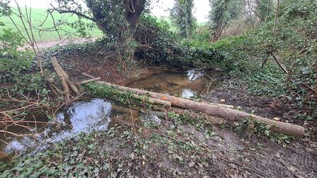 A tree trunk across a stream to reduce the flow of water