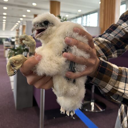 a white  baby peregrine chick being held to be ringed