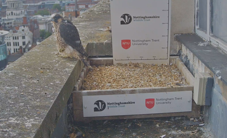 a growing peregrine chick on the ledge at NTU Newton