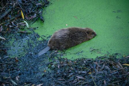 a beaver entering water through algae