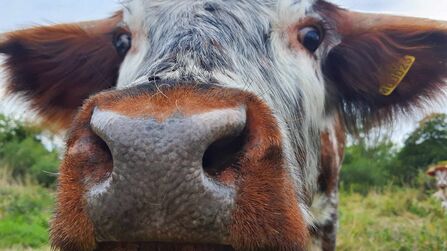 a longhorn heifer close up to the camera
