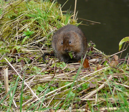 a water vole eating grass at a river bank