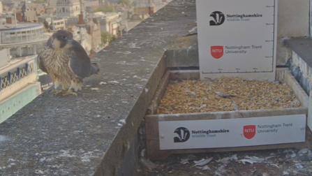 peregrune chick on ledge