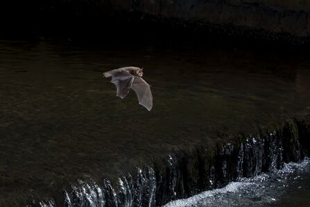 a bat in flight at night over water