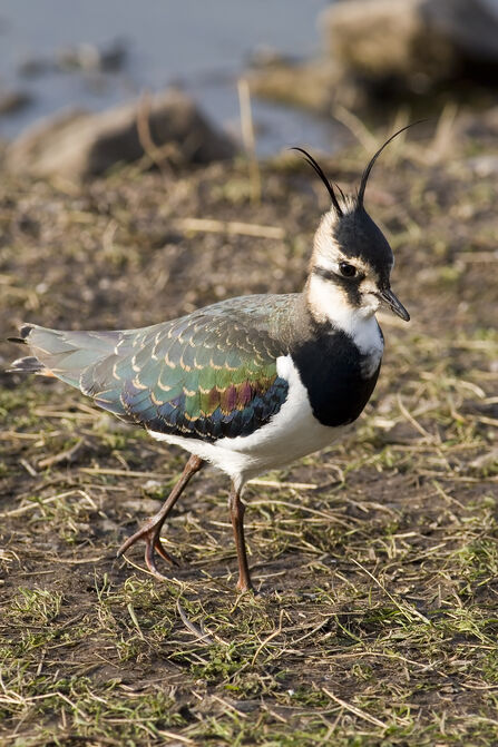 A lapwing walking
