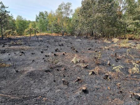 Heathland with trees and bushes cut down after wildfire aftermath