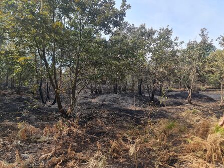 Damaged heathland post-wildfire