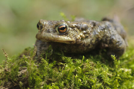 frog close up