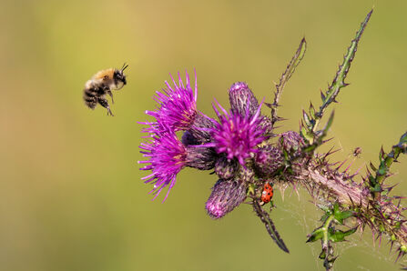 a bee coming to land on a flower