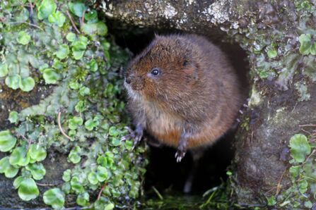 Water vole coming out of burrow