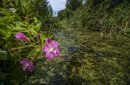 Willowherb