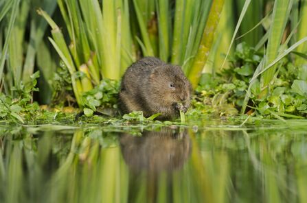 Water vole chewing a root
