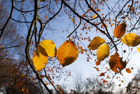 A few sparse brown leaves left on otherwise naked tree branch