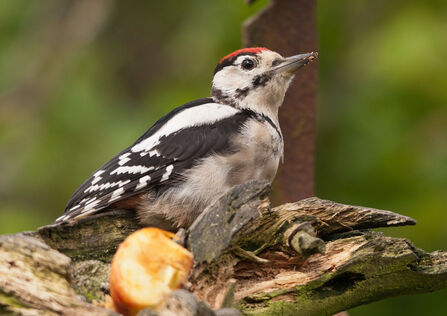Black and white spotted bird in tree