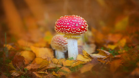 Small red mushroom with white spots and white stalk, sitting on ground among autumn leaves