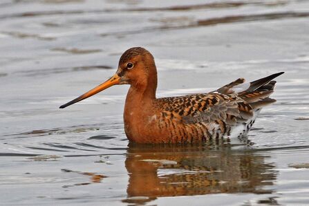 Duck with red head, black and white tail feathers and long beak swimming on water
