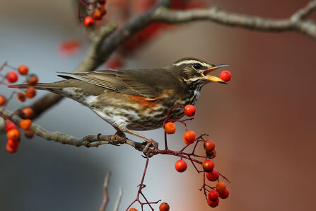 Bird on branch eating berries