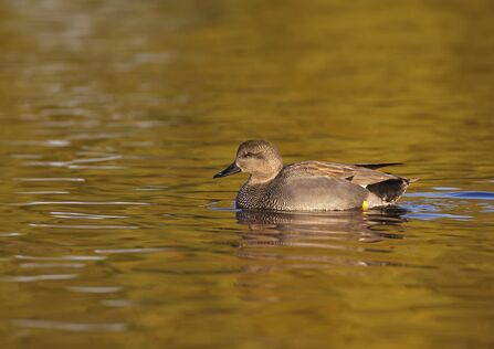 Brown and black duck swimming on water