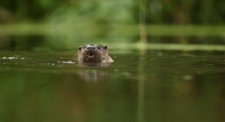 Otter swimming in a river with only its head showing above the surface