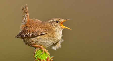 Wren singing