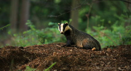 Badger in woodland