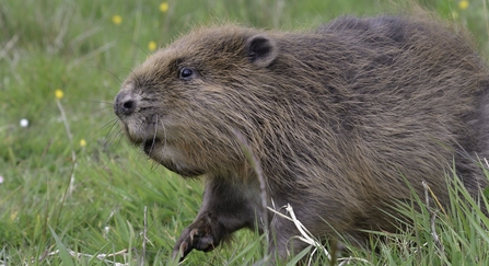 Beaver in grass