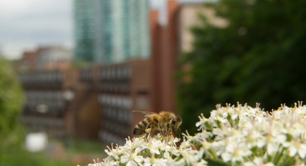 Bee on cow parsley, Sunnybank NR, Sheffield City Centre