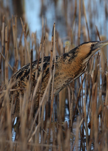 BITTERN