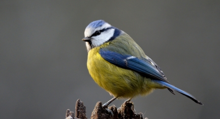 Blue tit