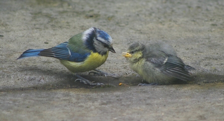 Blue tit parent and fledgling looking at one another whilst on the ground