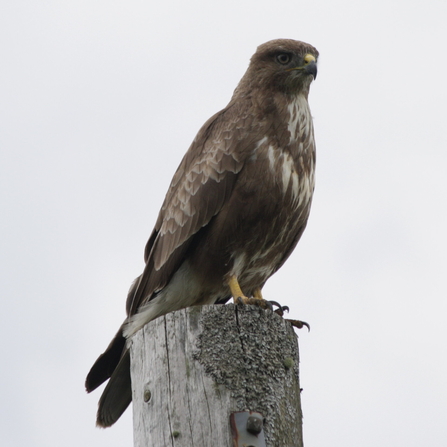 Buzzard