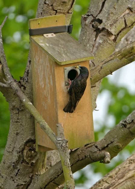 Common starling (Sturnus vulgaris) adult with insect food arriving at nestbox to feed chicks. Hope Farm (RSPB) in Cambridgeshire. May 2011.