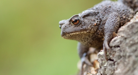 Common toad (Bufo bufo) on log
