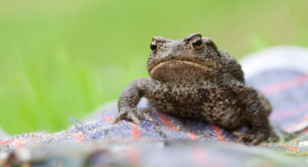 Common toad (Bufo bufo) on gardening glove amongst grass