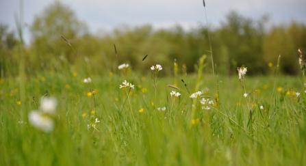 Flowers in grassland