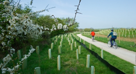 Cycle path and plantings around recently constructed lagoon Rutland Water