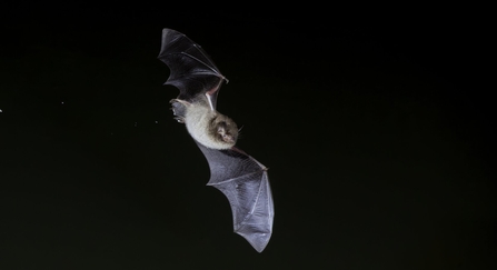 Daubenton's Bat, flying over water