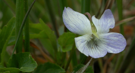 Fen violet