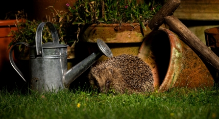 Hedgehog in a garden at night