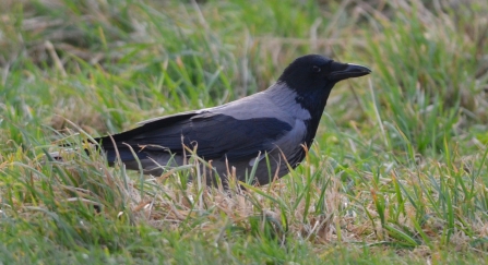 Hooded Crow