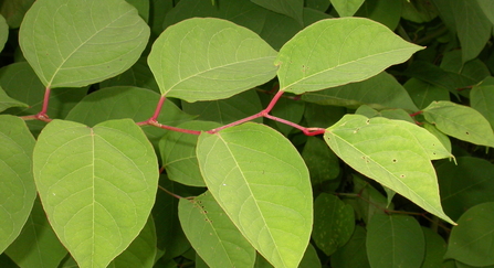 Japanese knotweed. An invasive plant with green leaves and red coloured stem.