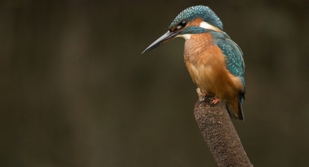 Kingfisher on branch