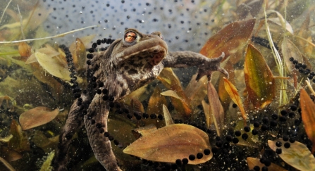 Toad, toadspawn and frogspawn underwater
