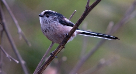 Long tailed tit