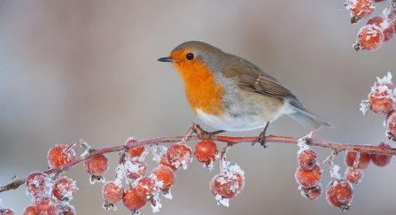 Robin (Erithacus rubecula) adult perched on crab apples in winter, Scotland, UK 