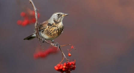 Fieldfare (Turdus pilaris), perched on branch with rowan berries,Clwyd, November 2009, - Richard Steel/2020VISION