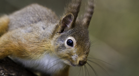 Red squirrel