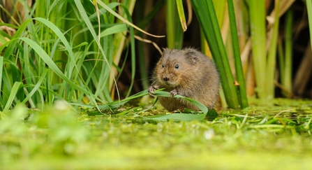 Water Vole (Arvicola amphibius), Kent, UK Terry Whittaker/2020VISION