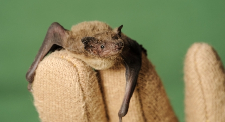 Nathusius' Pipistrelle