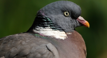 wood pigeon